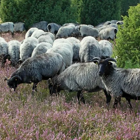 Heidekate 2 Large Hosseringen